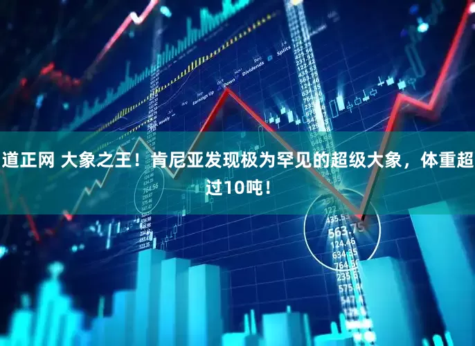 道正网 大象之王！肯尼亚发现极为罕见的超级大象，体重超过10吨！